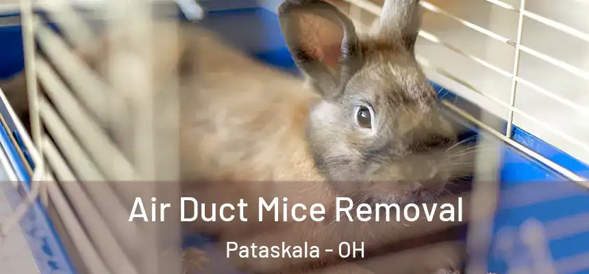 Air Duct Mice Removal Pataskala - OH