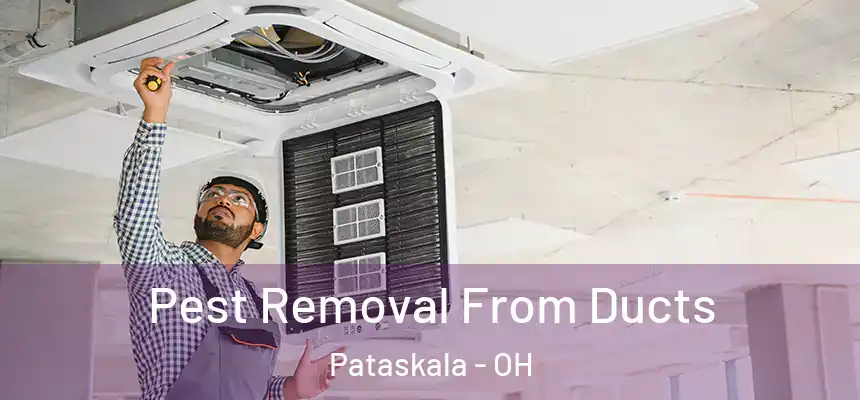 Pest Removal From Ducts Pataskala - OH